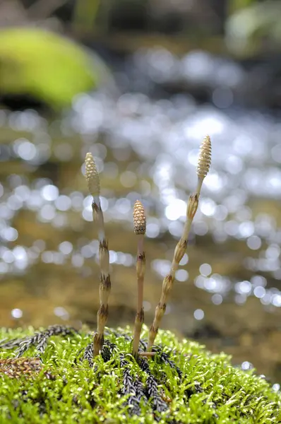Pionowe Ujęcie Małej Rośliny Małymi Kwiatami Rosnącymi Skale Lesie — Zdjęcie stockowe