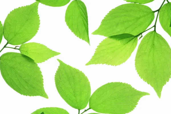 Крупним Планом Гілка Дерева Зеленим Листям Сонячному Світлі — стокове фото
