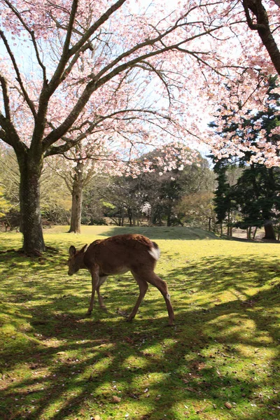 Ciervos Pastando Prado Parque Nara —  Fotos de Stock