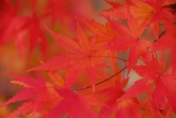 Kırmızı Akçaağaç Yaprakları Sonbahar Yaprakları Arka Plan — Stok fotoğraf