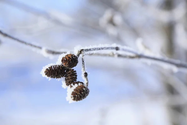 Rama Congelada Con Nieve Bosque Invierno —  Fotos de Stock