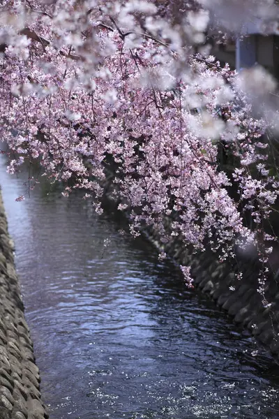 Flor Cerejeira Primavera — Fotografia de Stock