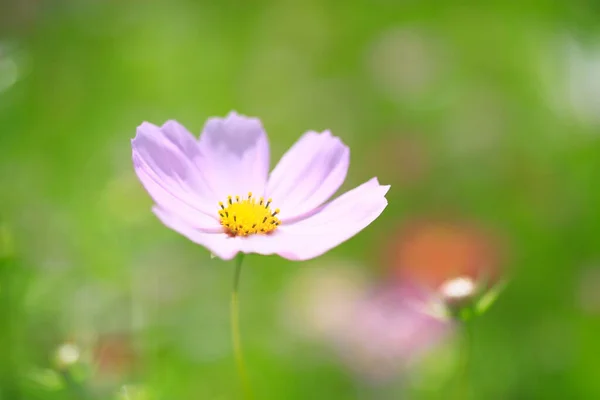 Close View Beautiful Cosmos Flower Blooming Garden — Stock Photo, Image