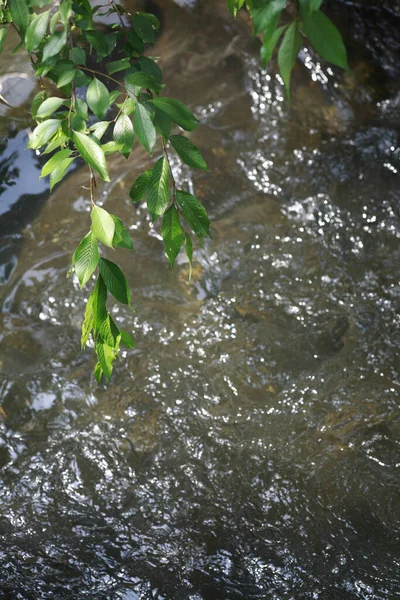 Pionowe Ujęcie Małej Rzeki Przepływającej Przez Las — Zdjęcie stockowe
