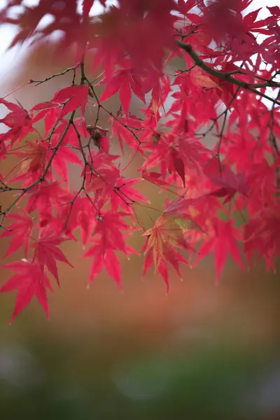 Röd Höst Löv Höst Säsong Flora Japansk Lönn Träd Närbild — Stockfoto