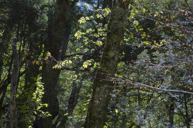 Ağaçlar ve yeşil yapraklarla doğanın güzel manzarası     