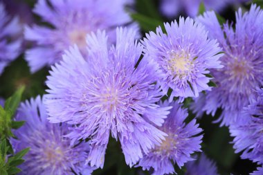 Yeşil arka planda mor çiçekler