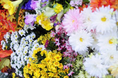 Bahçedeki güzel renkli çiçeklerin yakın plan görüntüsü