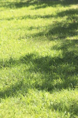 Parkta yeşil çimenler