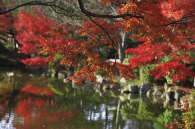 Ağaçlar ve parlak yapraklarla sonbahar manzarası parktaki güzel küçük bir nehir.                  