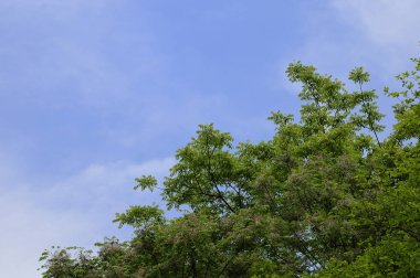 Yeşil ağaçlarla ve mavi gökyüzüyle ormanın güzel manzarası    