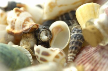 Yakın plan - arka planda güzel tropikal deniz kabukları