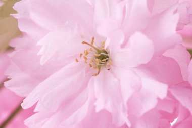 Bahçedeki güzel pembe çiçek