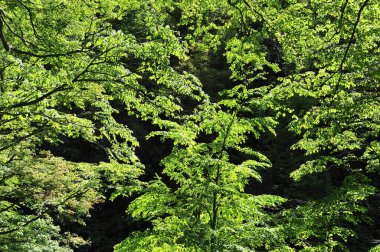 Güneşsiz bir günde güzel yeşil orman manzarası