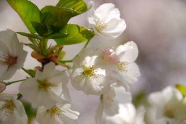 Güzel beyaz kiraz çiçeklerinin yakın görüntüsü 