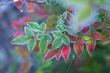 Sonbahar ormanındaki kırmızı ve yeşil donmuş yaprakların yakın görüntüsü