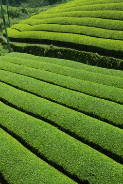 taze yeşil çay plantasyon
