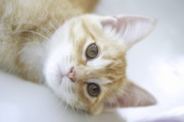 Şirin evcil kedi manzarası