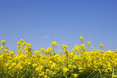 güzel çiçekler, görünümü kapatın