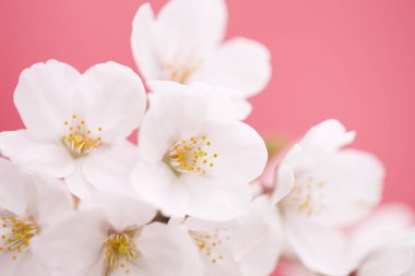 Pembe arka planda güzel kiraz çiçekleri 