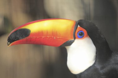 Büyük gagalı renkli tukan kuşu.