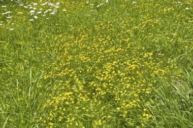 Ormanda sarı çiçekler