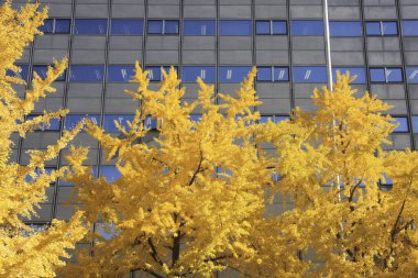 Sonbahar mevsiminde ağaçlardaki sonbahar yapraklarının alçak açılı görüntüsü ve şehir merkezindeki modern binalar 