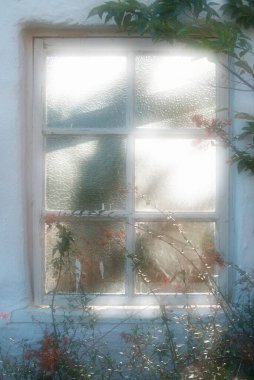 Bitkiler ve yumuşak doğal ışıkla çevrili buzlu bir pencere.