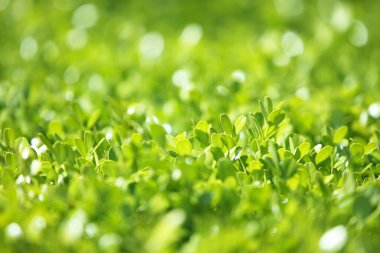 Bulanık yeşil arka planda taze yeşil çimen