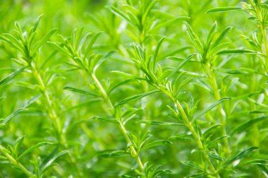 Yeşil yapraklı arka plan. yeşil yaprak.