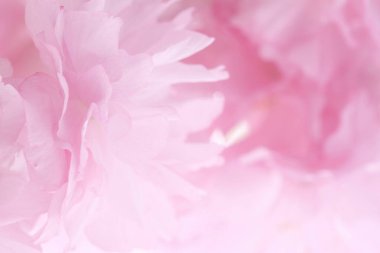 Bahçedeki güzel pembe şakayık çiçekleri