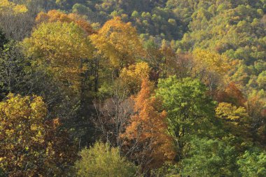 Güzel sonbahar manzarası. doğa arkaplanı