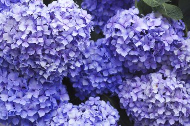 Bahar bahçesinde güzel ortanca çiçekleri, güzel doğal arka plan                    