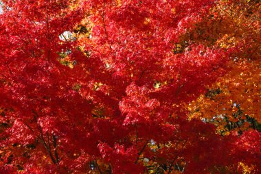 Renkli yaprakları olan güzel sonbahar manzarası