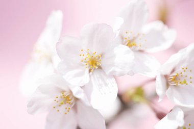 İlkbaharda kiraz çiçeği 