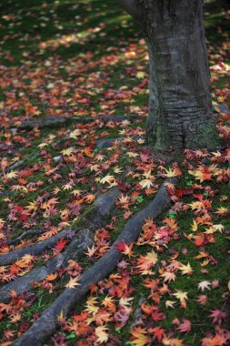 Parkta sonbahar yaprakları, sonbahar bitkileri