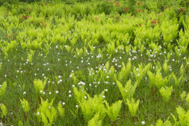 Ormanda yabani çiçekler
