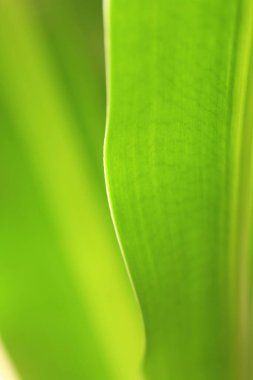 yeşil yaprak dokusu arka plan, yaprak doğa yaprağı