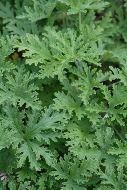 Yaz parkında yeşil ağaçlar. Çiçek arka planı 