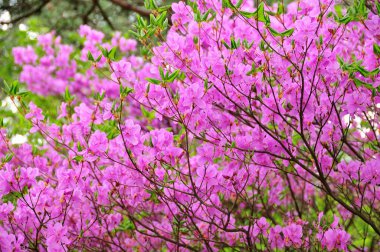 Güzel çiçek açan ağaç bahar bahçe