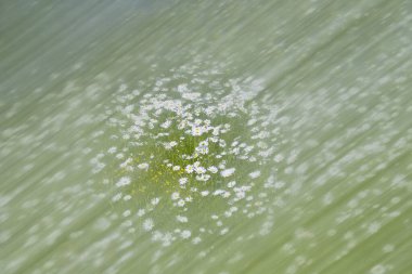 Bardağa su damlası. Soyut doğa arkaplanı.