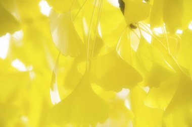 Sonbahar mevsiminde sarı yapraklı ağaç dallarına yakın çekim.                