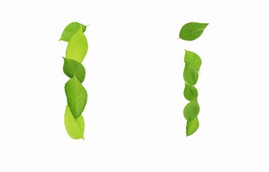 Beyaz arka planda izole edilmiş yeşil yapraklardan oluşan bir mektup yazdım.    
