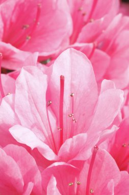İlkbaharda güzel pembe rhododendron çiçekleri. Görüntüyü kapat