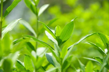 Ormanda yeşil yapraklar