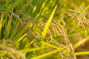 Tarladaki pirinç bitkilerinin kulakları, yakın görüş