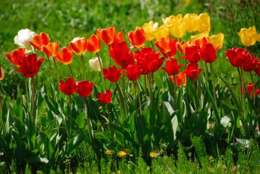 Bahar bahçesinde açan güzel laleler    