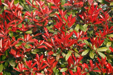 Baharda kırmızı yapraklar