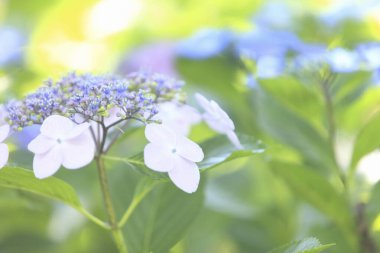 Bulanık arkaplanda renkli yaz çiçekleri 