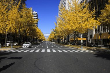 Tokyo caddesinde sarı ağaçlar, Japonya